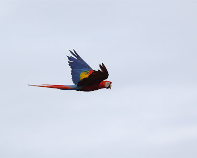 Macaw Flying.jpg