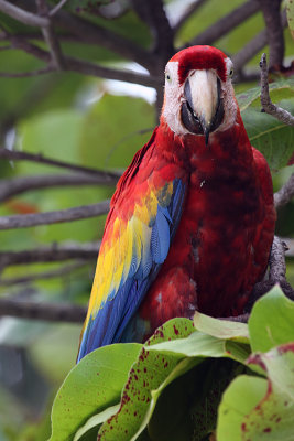 Macaw Colors.jpg
