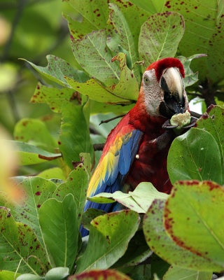 Macaw Eating Fruit.jpg