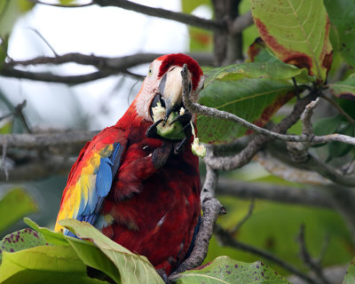 Macaw Eating.jpg