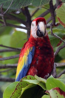 Macaw in a Tree.jpg