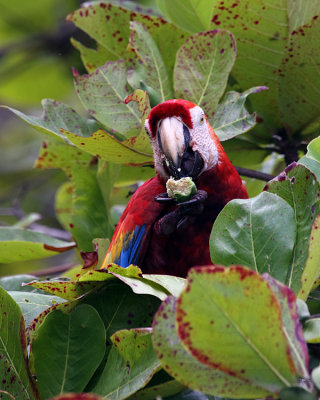 Macaw in the Leaves.jpg