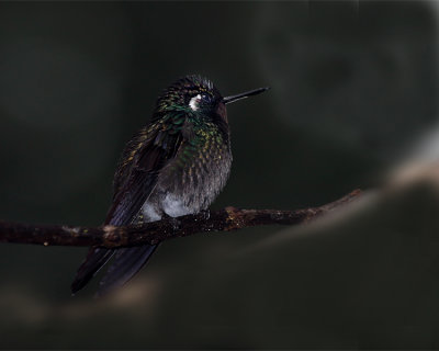 Hmmingbird in the Cloud Forest.jpg