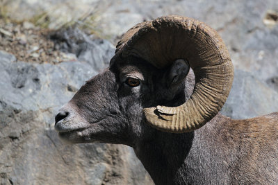 Bighorn Profile.jpg