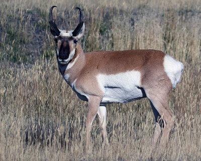Pronghorn Antelope.jpg