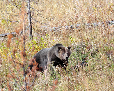 Rockefeller Parkway Bear.jpg