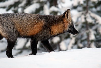 Fox in the Snow.jpg