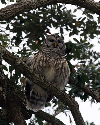 Female owl fluffed up.jpg