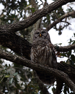 Female Owl.jpg