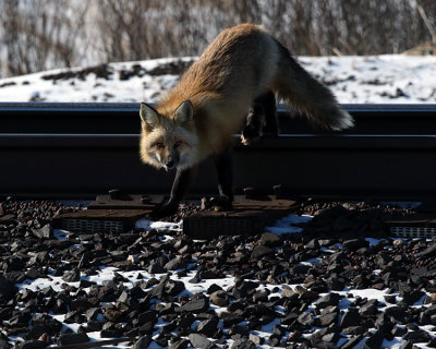 fox on the tracks.jpg