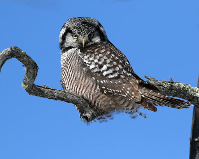 Owl Glare.jpg