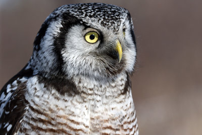 Owl Profile.jpg