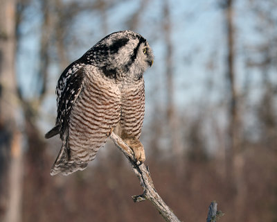 Owl Talon.jpg