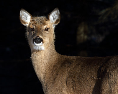 Young Deer.jpg