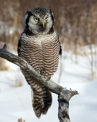 Northern Hawk Owl on a Snag.jpg