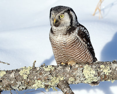 Hawk Owl on a Log.jpg