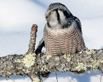 Northern Hawk Owl Looking Left.jpg