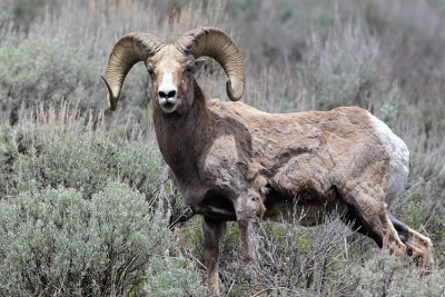 Bighorn Ram at the Confluence