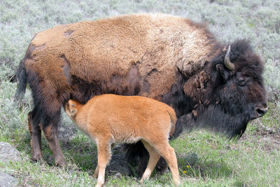 Bison Calf Feeding
