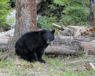 Black Bear Near Calcite Springs