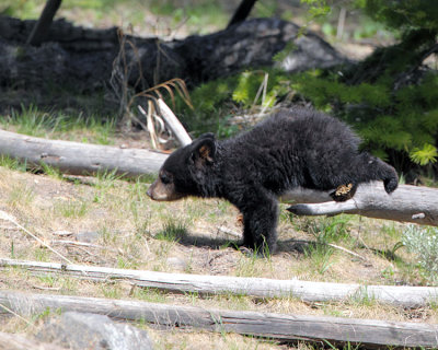 Black Bear Cub Jumping Off a Log