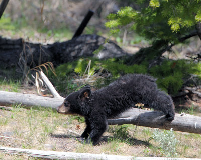 Black Bear Cub Leaping