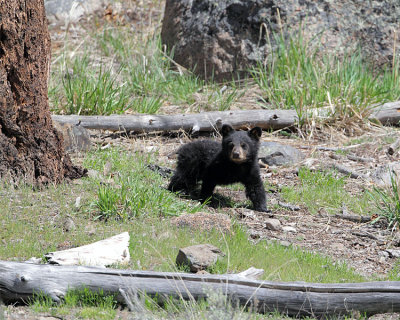 Black Bear Cub Near Calcite Springs