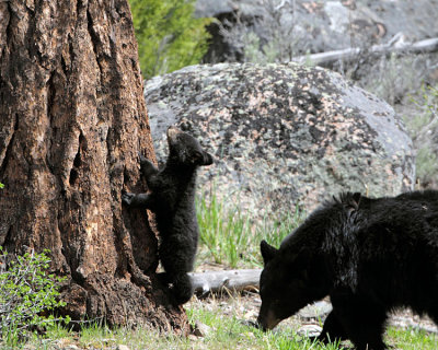 Black Bear Cub with Mom