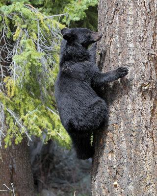 Black Bear in a Tree Near Calcite Springs