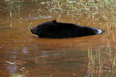 Black Bear in the Mud Bath