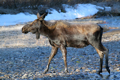 Bull Moose at Warm Creek