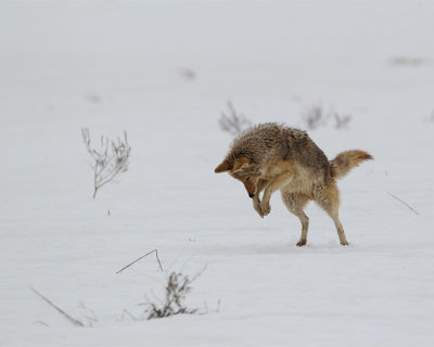 Coyote Hunting in the Snow