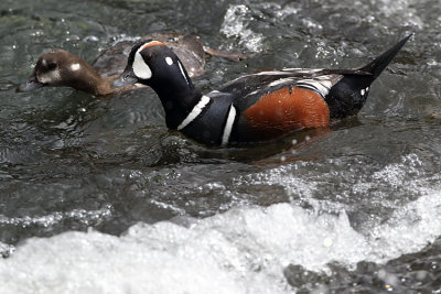 Ducks in the Rapids