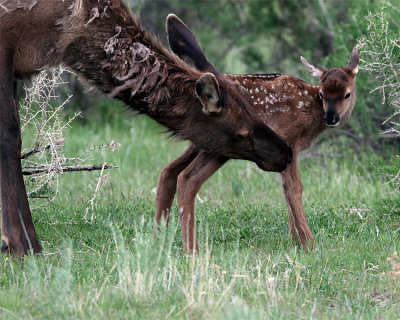 Elk Cow Grooming Calf