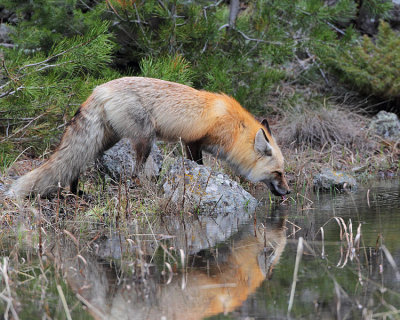 Fox at Rainy Lake Drinking