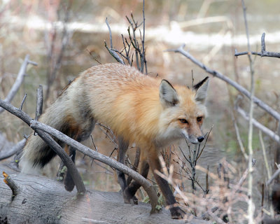 Fox on a Log