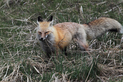 Fox with a Mouthful by Rainy Lake