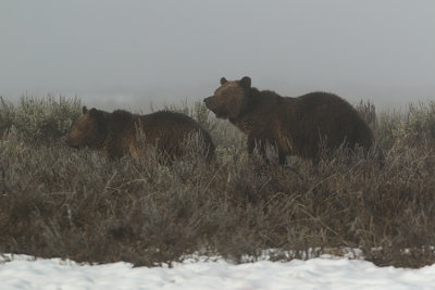 Grizzlies in the Fog