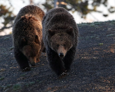 Grizzlies on the Hill