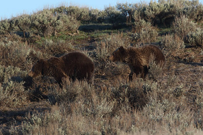 Grizzlies Running in the Sage