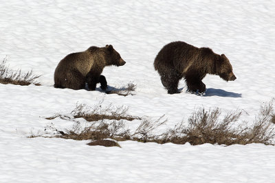 Grizzlies Running in the Snow