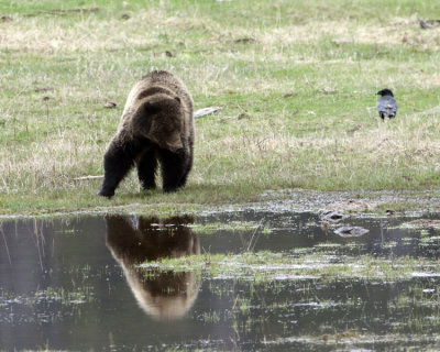 Grizzly at the Pond