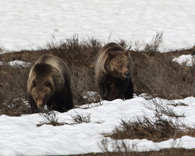 Grizzly Bears in the Hayden Valley