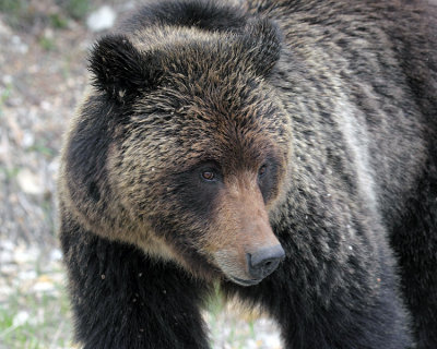 Grizzly Closeup
