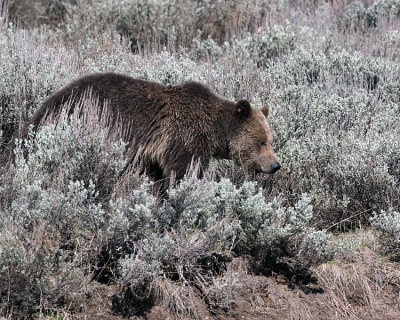 Grizzly in the Sage
