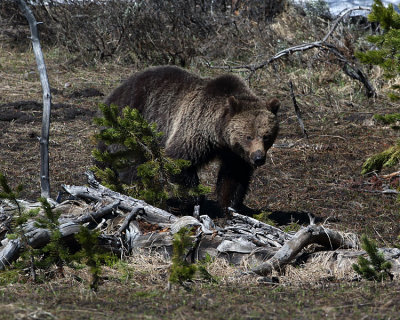 Grizzly Near Canyon