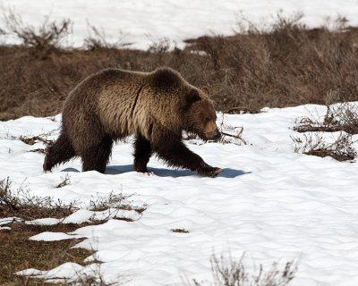 Grizzly Walking in the Snow