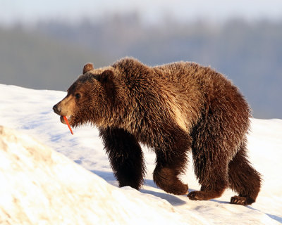 Grizzly with Snow Pole