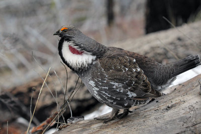 Grouse in the Deadfall
