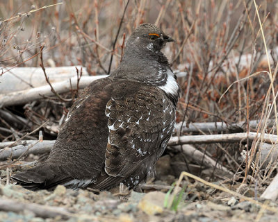 Grouse